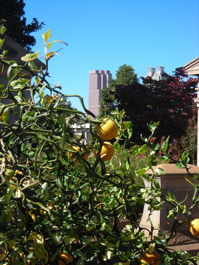 SouthernEdition.com  Poncirus trifoliata 'Flying Dragon':  Revered and Respected by Southern Gardeners and Bonsai Hobbyists